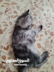  3 كتن ذكور للبيع  سكوتش ستريت غولدن بلاك تابي وا سكوتش ستريت سلفر