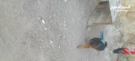  5 كلب جيرمن  بكسها