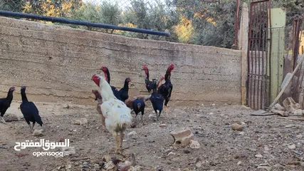  6 باكستاني نخب