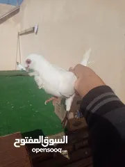  2 حمام للبيع