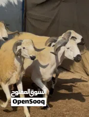  2 خروف السردي المغربي