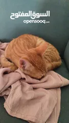  2 Orange cat for adoption