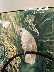 1 Blue eyed white cockatoo
