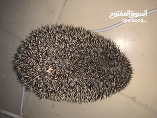  2 قنفذ أفريقي قزم للبيع