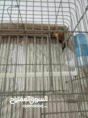  15 بندوق حسون لغه حلوه