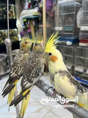  3 كوكتيل حبات أليفة نخب اول تابع الوصف بعناية الكمية محدودة السعر يرضي الجميع