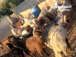  5 نبدأ بصلاة عل رسول الله  يوجد لدينا جميع انواع الذبائح البلديه- خراف - كباش_اغنام_ اوزان من 40ولغاية