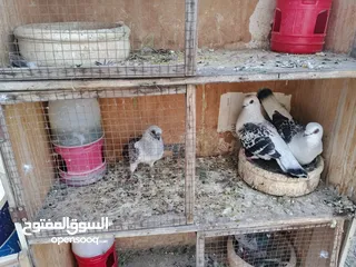  1 حمام للبيع