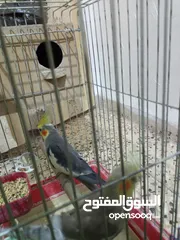  5 عصفير كوكتيل