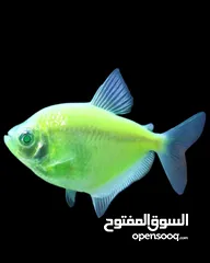  5 حوض سمك كبير او صغير او وسط على اختياركوا