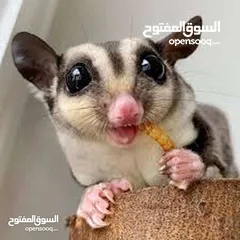  11 يرقات دود القبابي حي ميلوورم mealworm غذاء ممتاز بروتين حيواني لا يسبب التشحيم للطيور والاسمام