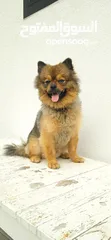  1 Urgent sale pomerian leaving country