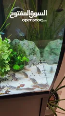  2 Fluval Flex 123 Litres Freshwater Aquarium. حوض سمك كامل مع كل اغراضه