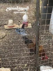  1 جايه وديك بلدي للبيع