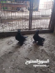  17 متاح جوز ماشاءالله موجودات طبربور