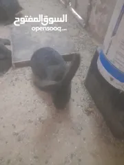 4 ارانب الماني للبيع موجودات بعمان