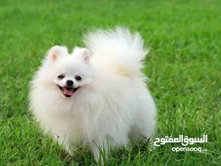  1 مطلوب كلب بومريان