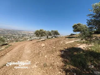  3 قطعة ارض 19 دنم زيتون كوشان واحد سعر ببلاش