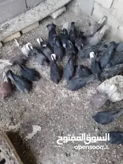  4 حمام الوت  تاك 5الف