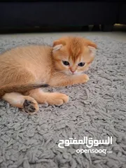  9 pure bred Scottish fold kittens 4 available for sale