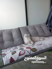  2 قط نوعيه سكوتش