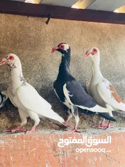  5 حمام بغدادي وبناديق مع فراخ وبيض للبدل ع فراخ جاج