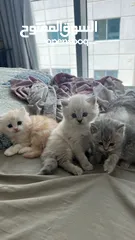  5 قطط صغيرة للبيع