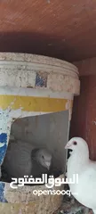  10 حمام مشكل عند صورهن
