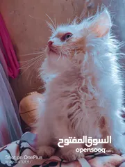  5 قطط شيرازي تايجر