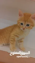  6 قطط انقورا تركي ذكور للبيع القطط صحه و جمال و اناقه و ادب و احترام ما شاء الله