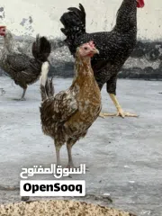 10 دجاج وديوك للبيع