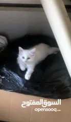  6 ذكر وانثى و5 قطط صغار