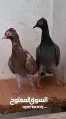  12 حمام شلبي نخب اول شغال