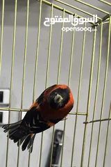  2 ريد سسكن ذكر للبيع red Siskin