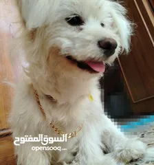  2 بسم الله ما شاء الله انثى ملتيز طفره سعر مناسب اقرا الوصف