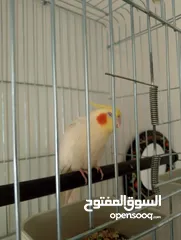  6 ببغاء كوكتيل صحه ونشاط وجمال وحيويه