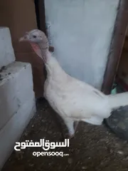  1 فسيفس للبيع ذكر ونثاية ثنين