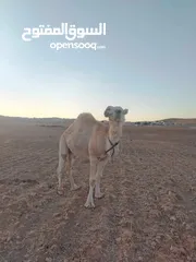  2 ناقه ضحيه طيبه ام ثاني