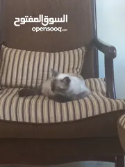  6 قطة سيامي بيور
