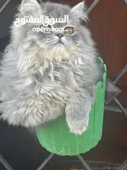  2 ذكر جاهز 4شهور مكس بيرجن إكزوتيك