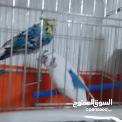  8 التواصل عبر واتس اب ببغاء كوكتيل  حجم كبير وعصافير حب مفتل و البينو وعادي عادي احجام كبيره