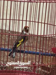  1 للبيع طائر حسون كبيس ولغه