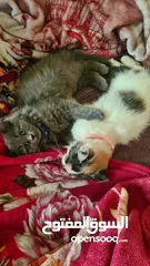  9 Persian kittens for sale