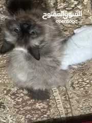  1 هيمالايا انثى للتبني اكثر من بيع عمرها 9 اشهر  مطعمه غير معقمه تاكل كل انواع الكل وتاخذ جميع المطاعي