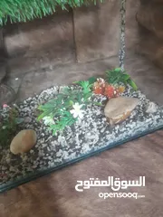  3 حوض سمك للبيع