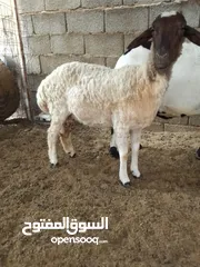  4 للبيع غنم اااا