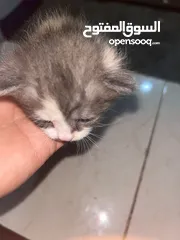  8 جميل العبادي