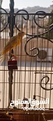  3 كنار بندوق قيفز للبيع او للبدل