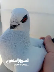  7 بعد الصلاة ع النبي جوزين بواز بلديات نخب اول ع حل شغالات جفن ودماغ ع طبيعه أجمل من الصور