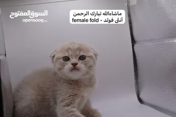  3 سكوتش كيتن فولد وستريت الوان مميزه ليلك ومشمشي وغيرها 15 كيتن
